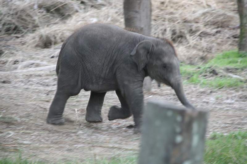 India & Nepal 2011 - 0595